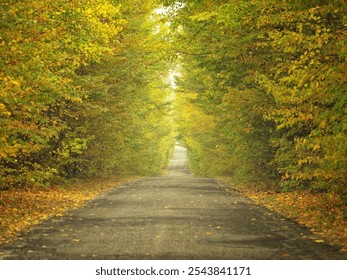 lonely asphalt road with forest trees by sides with nobody in autumn day - Powered by Shutterstock