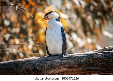 The Lonely Australian Pied Cormorant