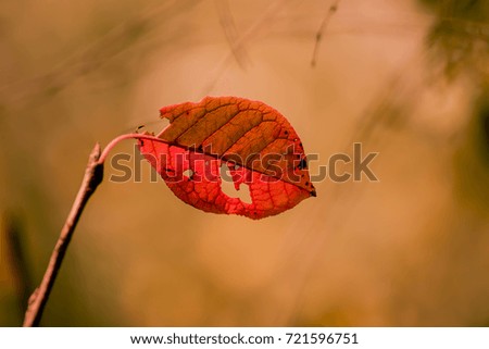 Similar – Herbststreben: Herbstblätter mit Knospe