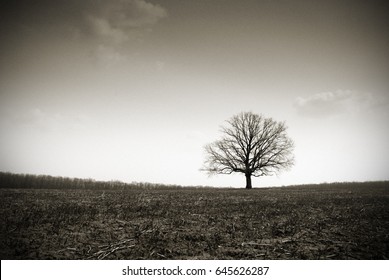 lonely bare oak in a field in a fog - Powered by Shutterstock