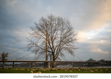 Lonely Bare Tree Under Dramatic Cloudy Winter Sky