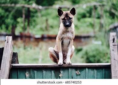 A lonely basic dog is sitting on the wood