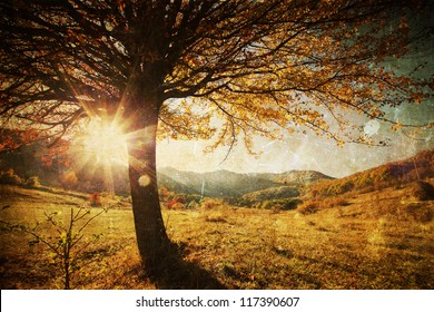 Lonely Beautiful Autumn Tree - Vintage Photo