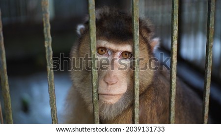 Lonely Big Monkey at the zoo with blurred background
