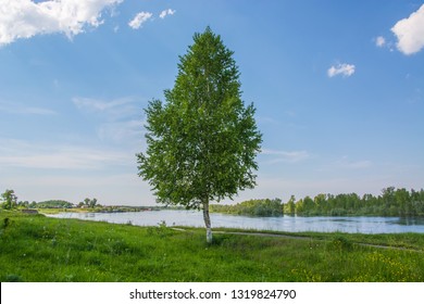 Lonely birch on the river bank. Summer sunny day