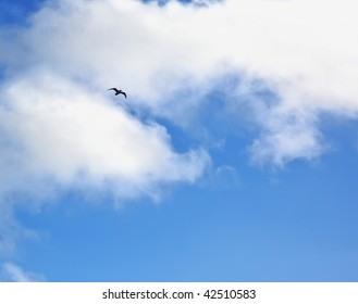 Lonely Bird In The Blue Sky