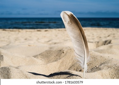 lonely bird feather stuck in the sand on the beach by the Baltic Sea - Powered by Shutterstock