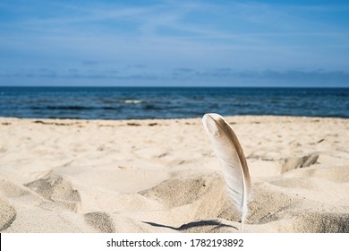 lonely bird feather stuck in the sand on the beach by the Baltic Sea - Powered by Shutterstock