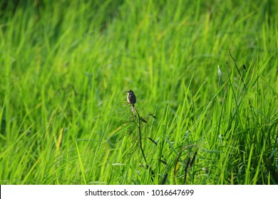 Lonely bird with green field texture background, relax time
