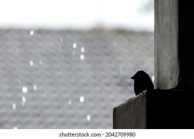 Lonely Bird On Raining Day， Shelter From Rain Under The Roof