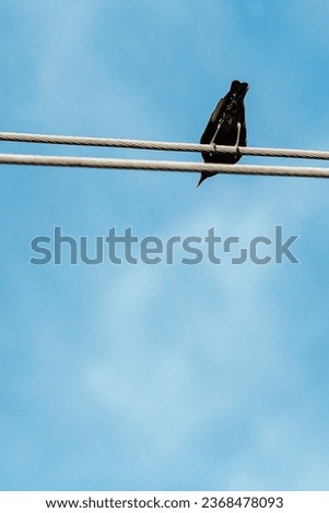 Lonely bird on a wire