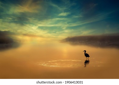 Lonely Bird at sunset in a small lake at fogy day.  - Powered by Shutterstock