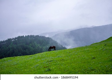 919 Wide black horse Images, Stock Photos & Vectors | Shutterstock