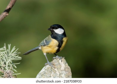 A lonely  black-yellow bird, female Great tit, Parus major, watches the surroundings from a white stone on a sunny autumn day in Europe. Nice blurred green background. Stunning photo of bird - Shutterstock ID 2187038933
