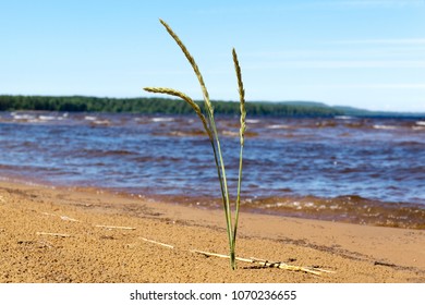 Lonely blade of grass on a sandy beach on the shores of Lake Onega