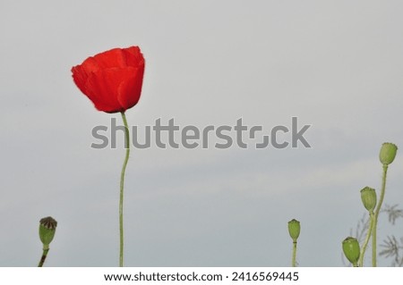 A lonely blooming poppy stands next to its overblown companions