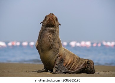 Lonely Brown Fur Seal Sits On The Ocean On A Sunny Morning