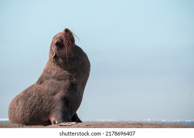 Lonely Brown Fur Seal Sits On The Ocean On A Sunny Morning