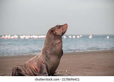 Lonely Brown Fur Seal Sits On The Ocean On A Sunny Morning