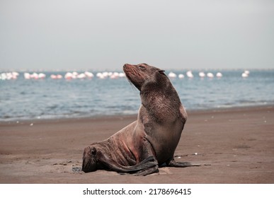 Lonely Brown Fur Seal Sits On The Ocean On A Sunny Morning