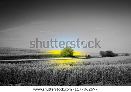 Similar – Huge yellow-flowering wild fennel plants, behind them a green grain field shortly after sowing.