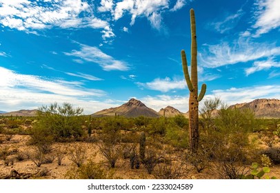 A lonely cactus in the desert. Cactus in desert. Cacti in desert. Desert cactus scene