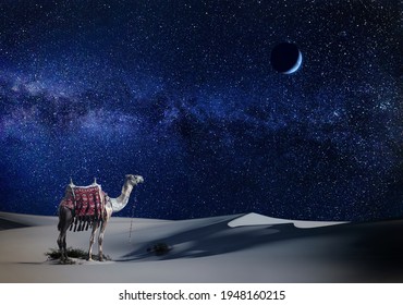 A Lonely Camel At Night In The Desert