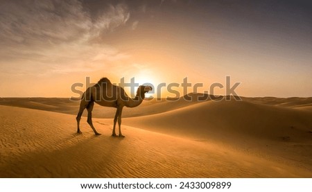 Similar – Image, Stock Photo this one moment Sand