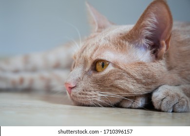 Funny Cat High Res Stock Images Shutterstock