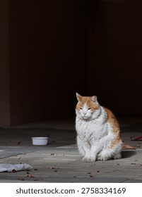 Lonely cat sitting in shadow with dramatic lighting