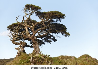 Lonely cedrus tree in a Pico island meadow. Azores. Portugal. Horizontal