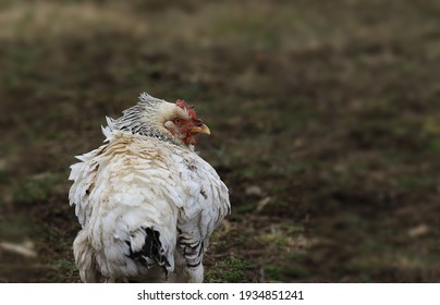 Lonely chicken in windy weather.