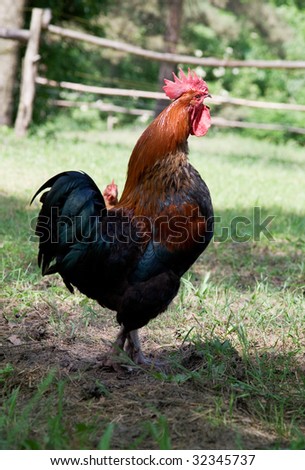 Similar – Glückliches Freilandhuhn