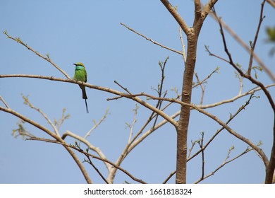 A lonely colorful bee eater stance
