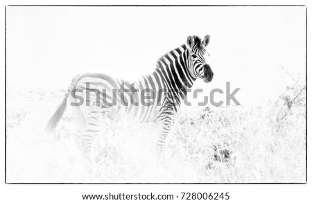 Similar – Image, Stock Photo street-graffiti-zebra