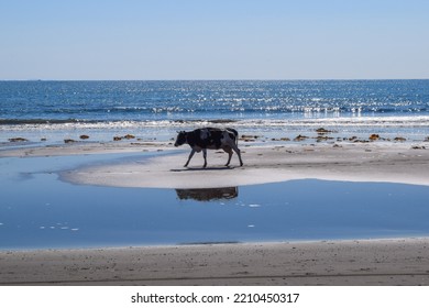 Lonely Cow On The Background Of The Blue Ocean And The Endless Horizon