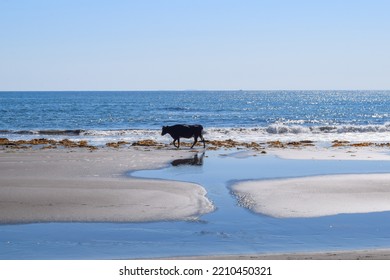 Lonely Cow On The Background Of The Blue Ocean And The Endless Horizon