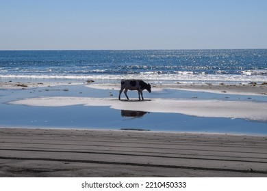 Lonely Cow On The Background Of The Blue Ocean And The Endless Horizon