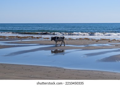 Lonely Cow On The Background Of The Blue Ocean And The Endless Horizon