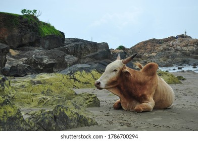 Lonely Cow Sitting On A Beach