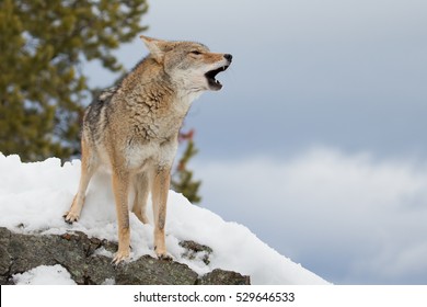 lonely coyote howling on a hilltop