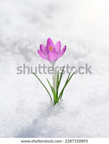 A lonely crocus flower growing from under the snow. Spring awakening.