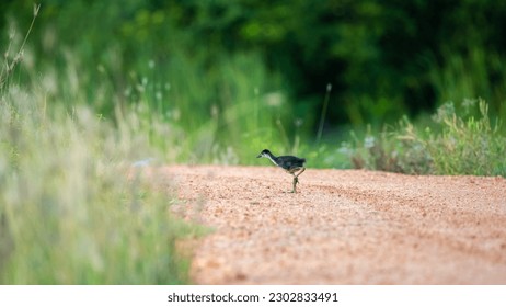 Lonely Cute bird chick running on the gravel road. Frightened White-breasted Waterhen chick lonely and looking for its mother.