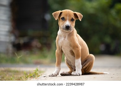 A lonely cute brown puppy sitting on road with blurry background