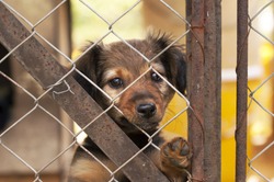 Lonely Cute Dog Puppy Looking Behind A Fence. Adoption A Shelter Pet Dog.