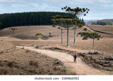 Lonely cyclist pedaling on dirt road between fields in winter, with Araucaria trees and eucalyptus plantation in the background and the sky with clouds. Cambará do Sul, Rio Grande do Sul, Brazil.
