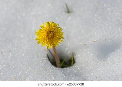 Lonely dandelion appearing from snow after unexpected snowfall in Dnepr city, Ukraine - Powered by Shutterstock
