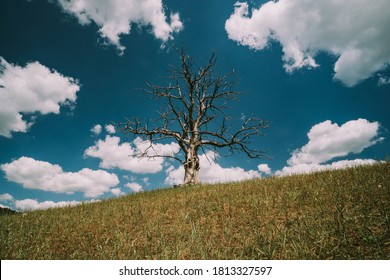 Lonely Dead Dry Tree On A Hill