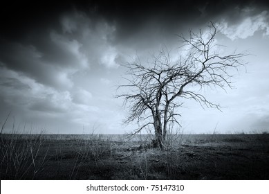 Lonely dead tree. Art nature.