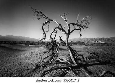 Peak Uhljebistan Lonely-dead-tree-death-valley-260nw-556041742